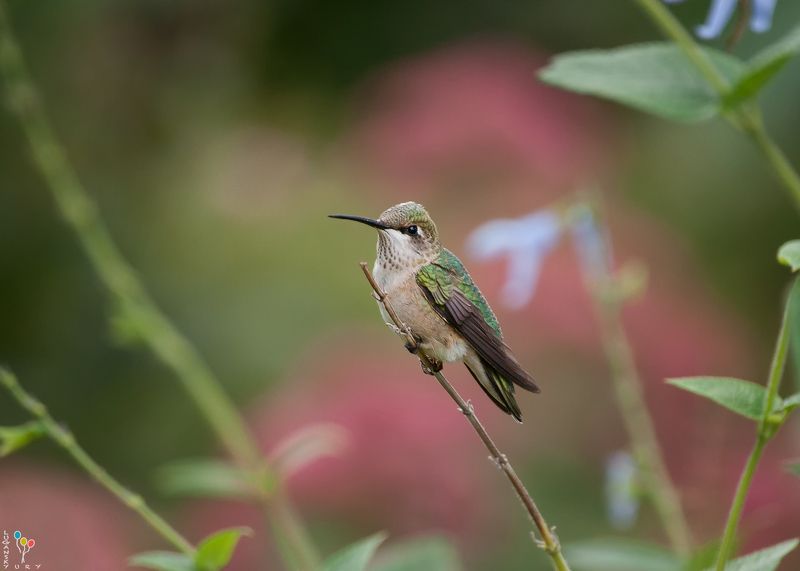 Hummingbird фото превью