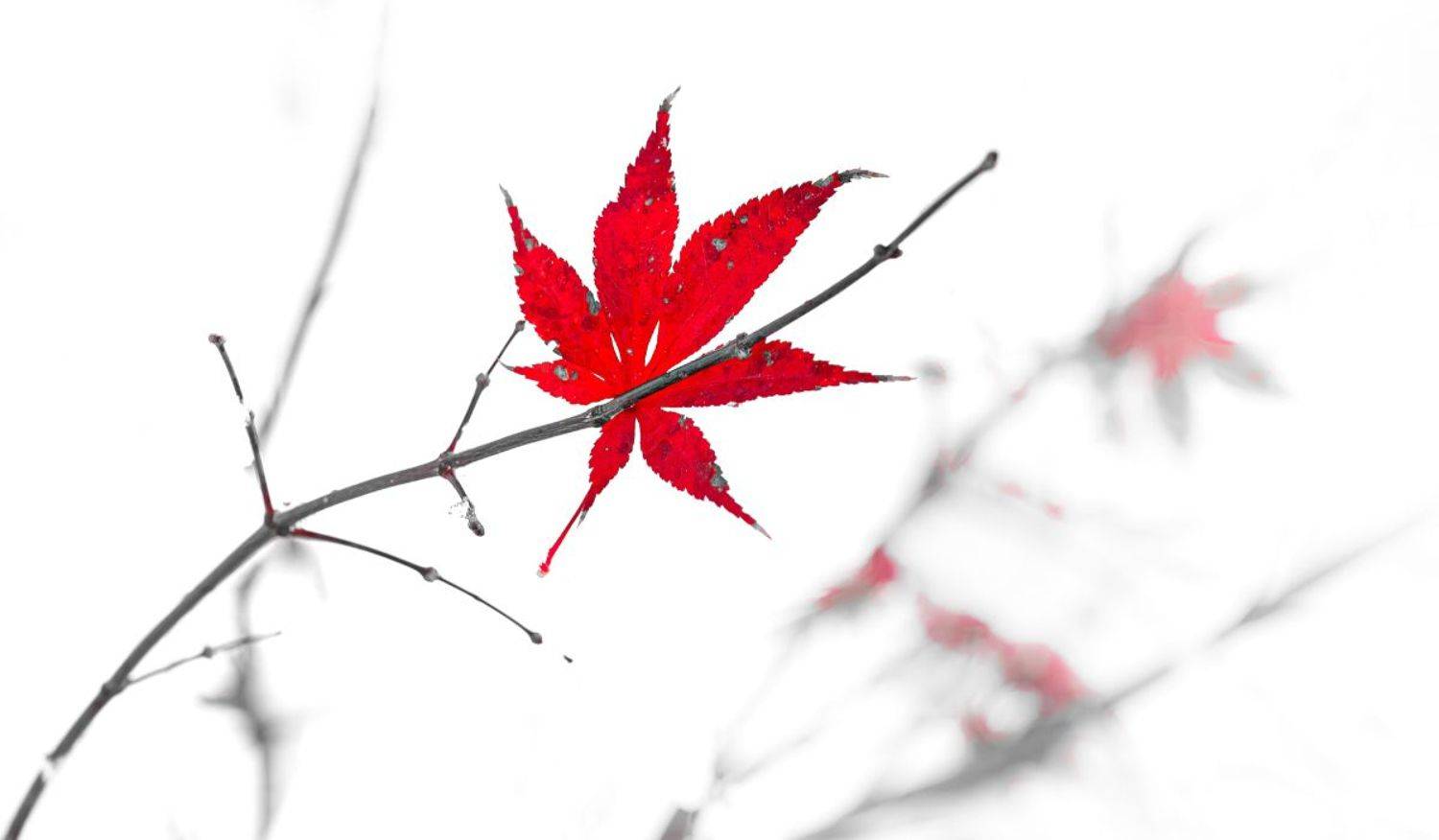 природа, макро, пасмурно, снегопад, красный клен, минимализм, графика, #fotosvetiv,, Неля Рачкова