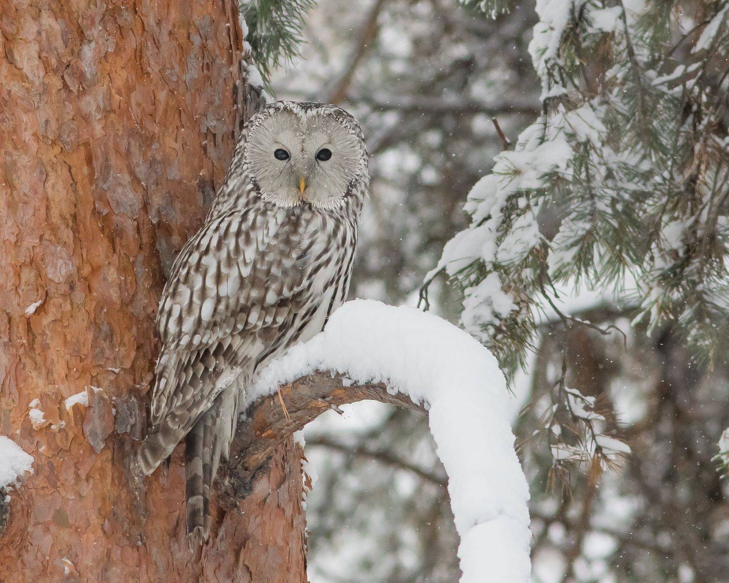 длиннохвостая неясыть, Суслов Дмитрий