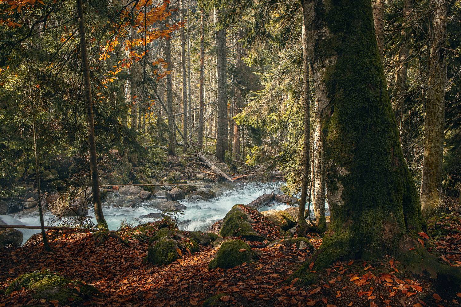 , Дмитрий Купрацевич