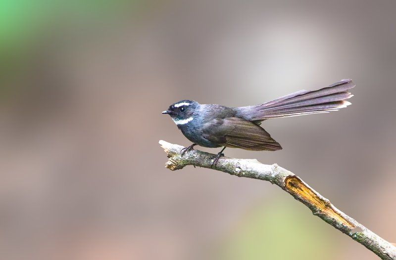 White Throated Fantail фото превью