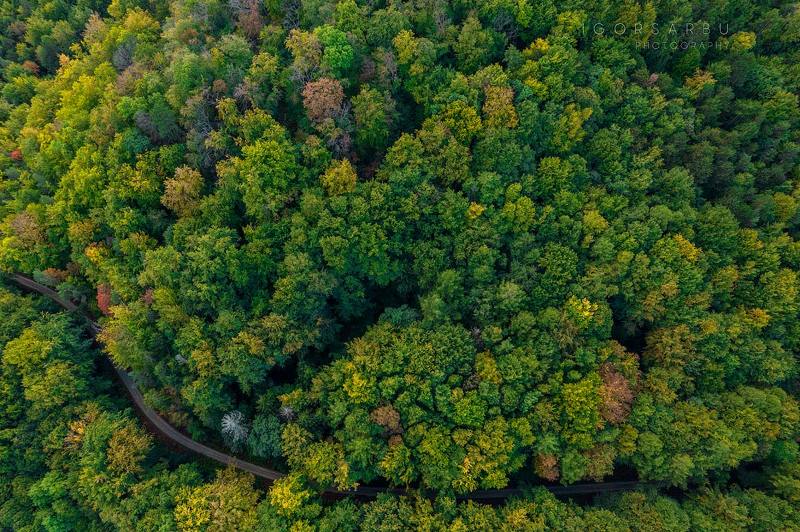 Nervura фото превью