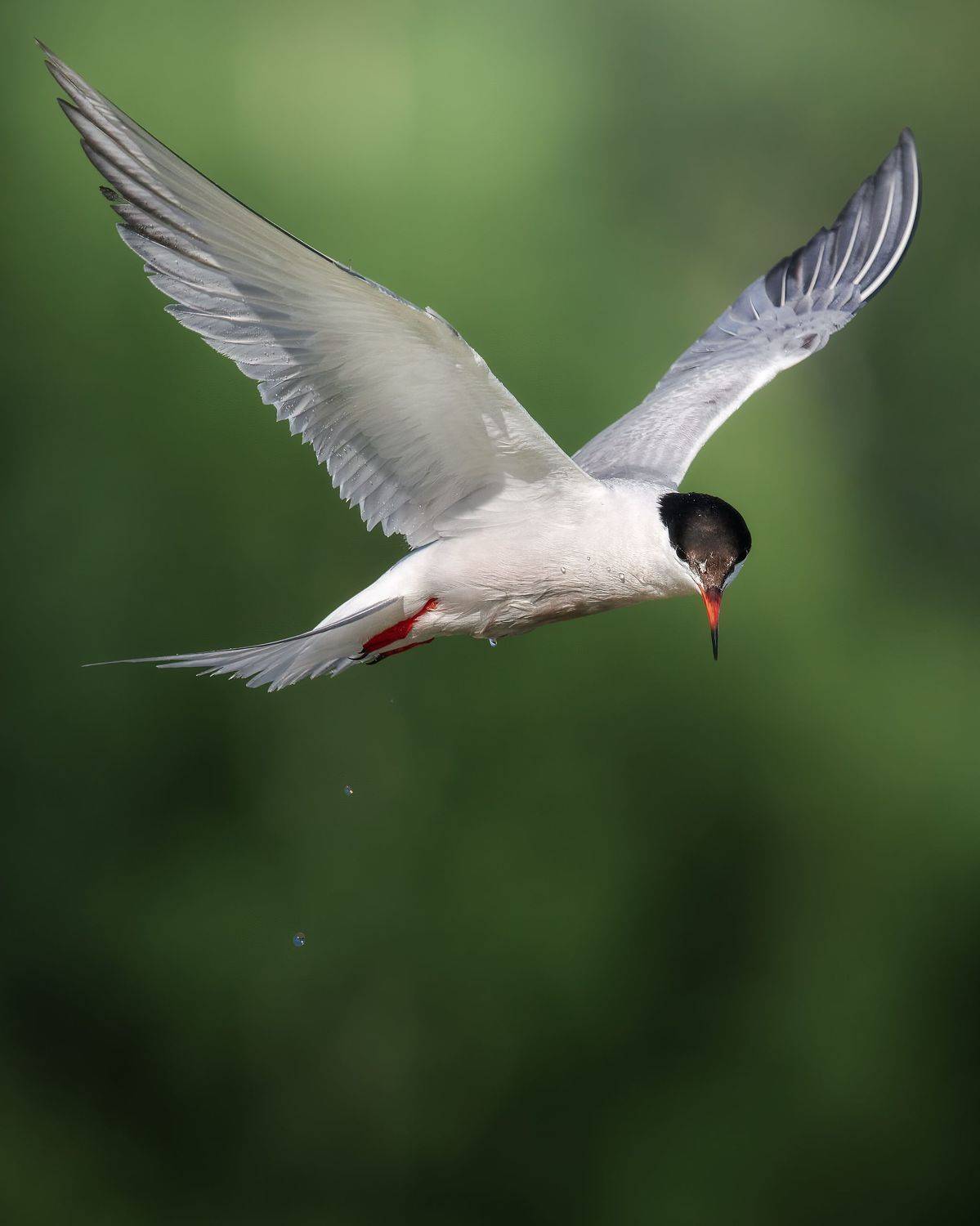 , Поляков Михаил