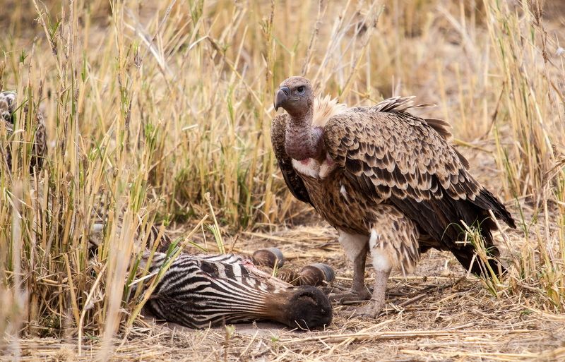 C\'est la vie фото превью