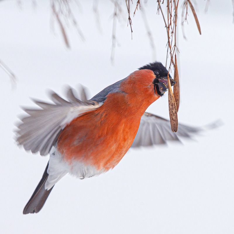 Снегирь Зимний колибри фото превью