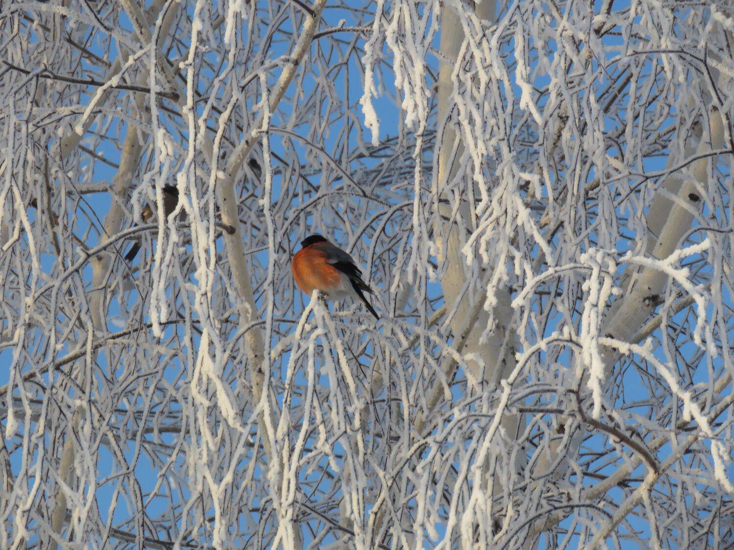 , Добролюбова Тамара