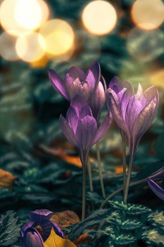 Colchicum