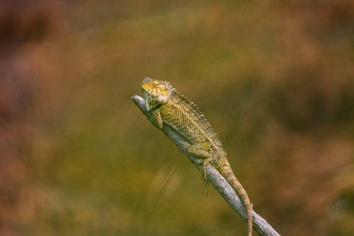 The oriental garden lizard
