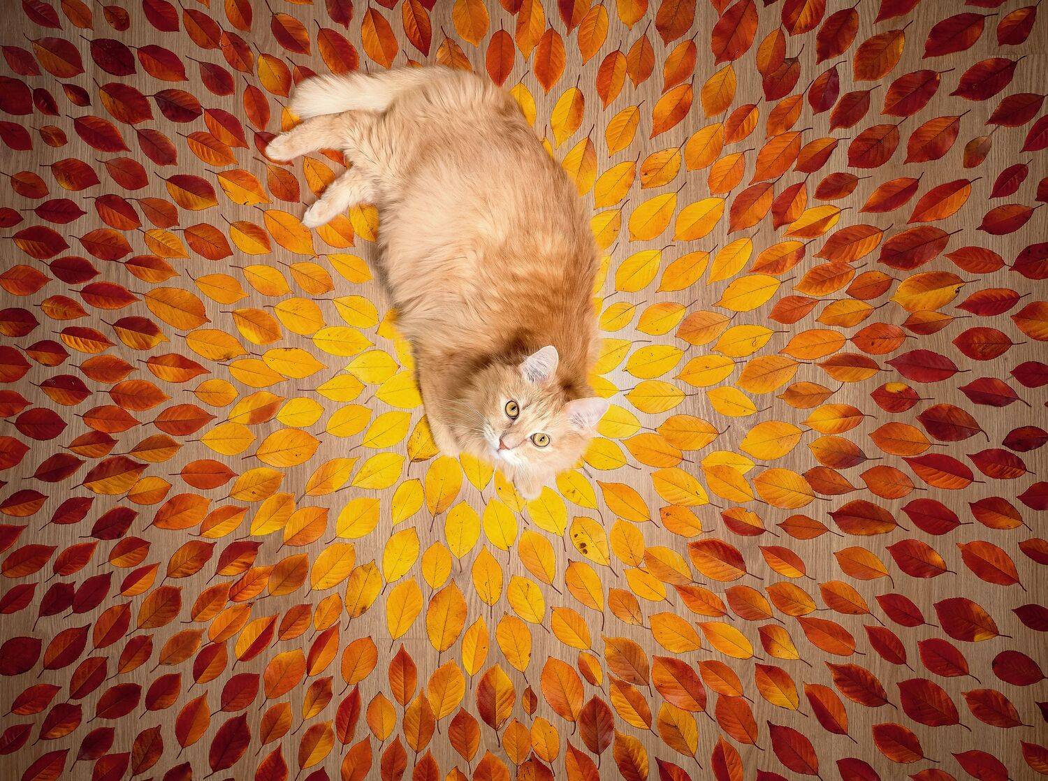 осень, кот, animal, cat, autumn, red cat, pet, Мазурева Анастасия