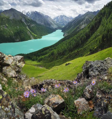 Альпийские астры над Кучерлинским озером