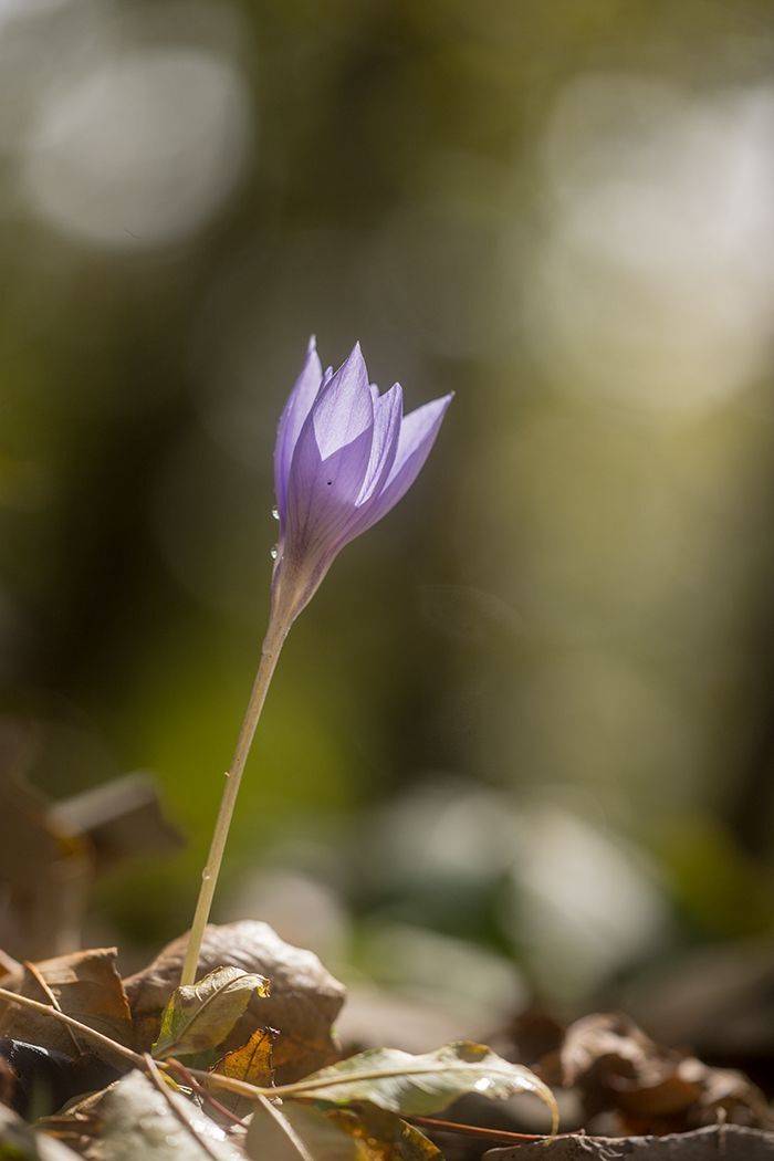 , Илья Михеев