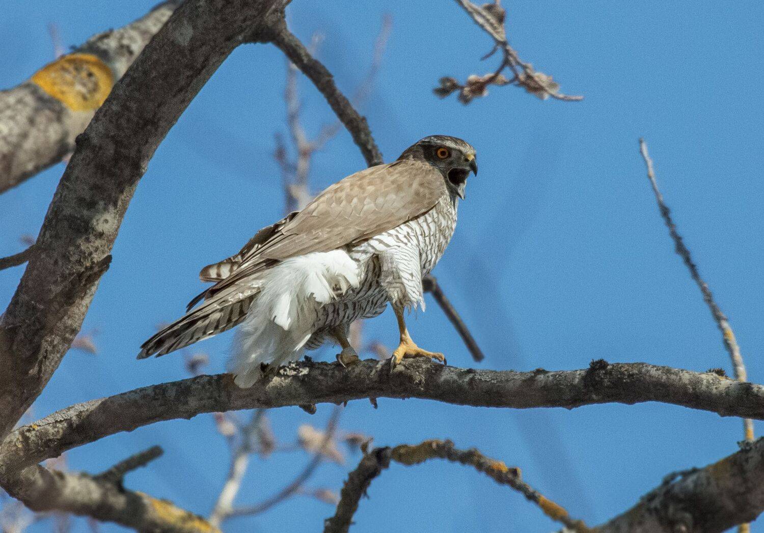 птица, ястреб, bird, birdwatching, nature, Светлана Холодняк