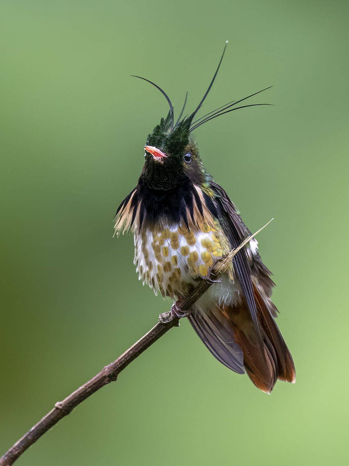 , Burgalin Sequeira Fernando