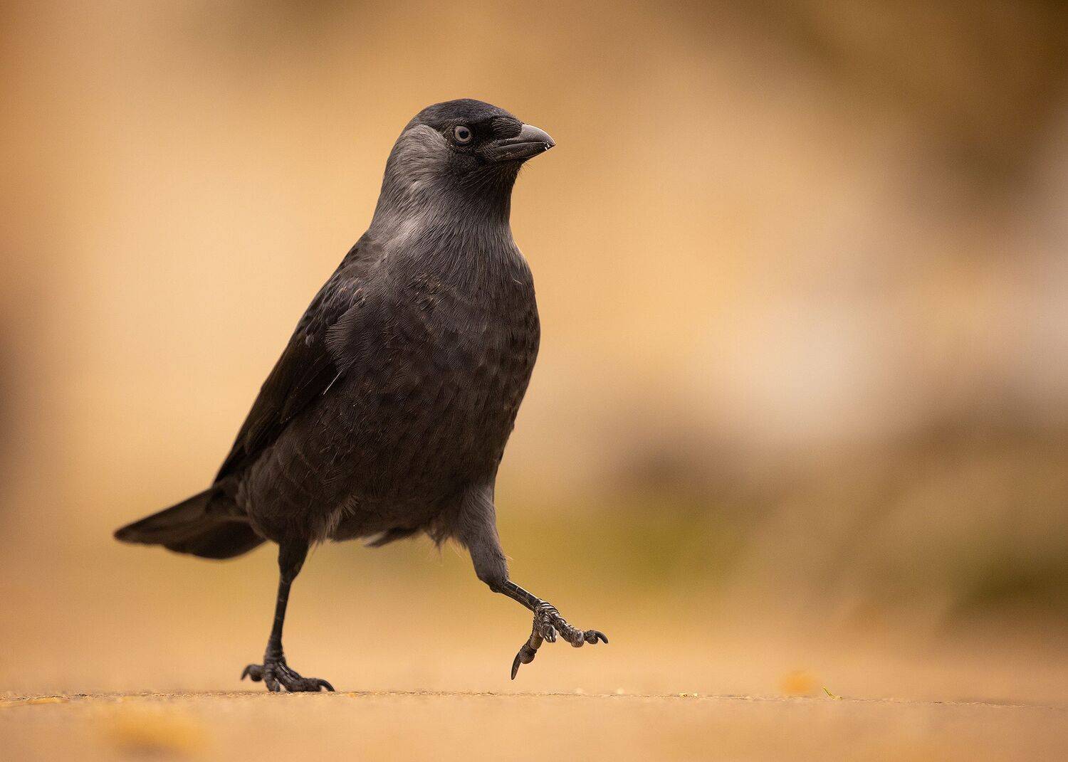 , Robert Adamec