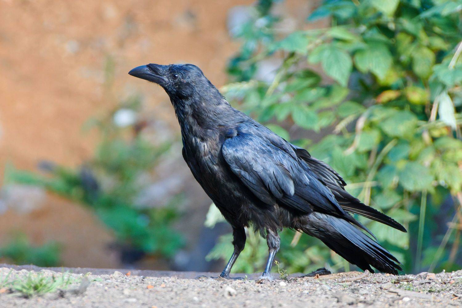 #bird #wildlife #nature #birdphotography, Александр Семенов