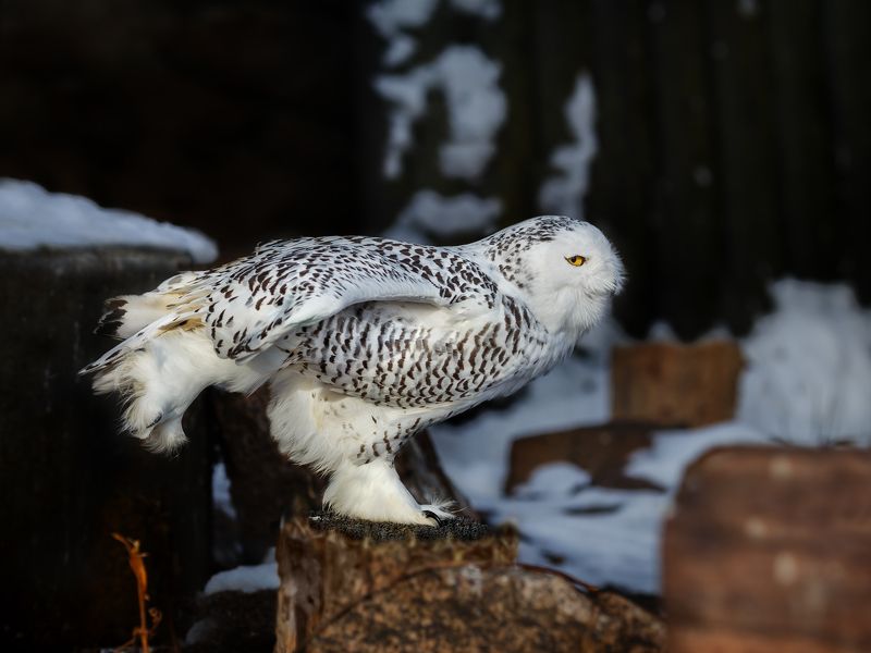 Полярная сова фото превью
