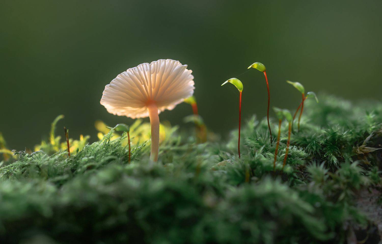 гриб, макро, macro, Ершова Юлия