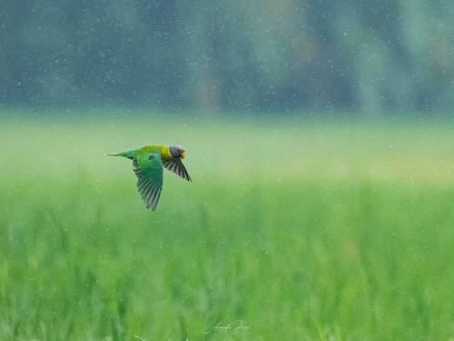 Monsoon Magic