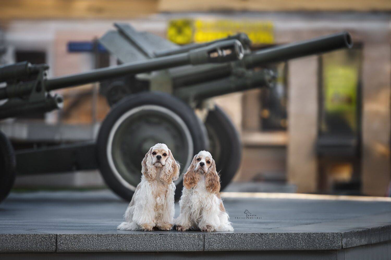 , Черняховский Виталий