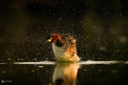 Little Grebe (Tachybaptus ruficollis)