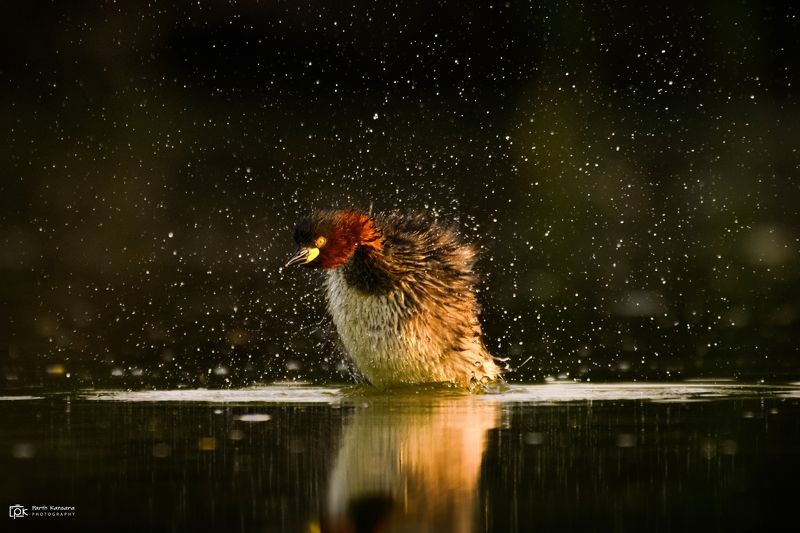 little grebe, tachybaptus ruficollis, grk, greater rann of kutch, nature, 35awards, 35photo, wildlife, birds, birds of india, parth kansara, parth kansara wildlife, indian wildlife, photo, photography, kutch, birds of kutch, nakhatrana, kutch wildlife, Little Grebe (Tachybaptus ruficollis) фото превью