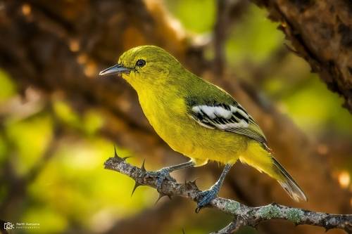 White-tailed Iora (Aegithina nigrolutea)