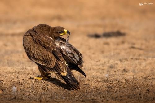 Steppe Eagle (Aquila nipalensis)