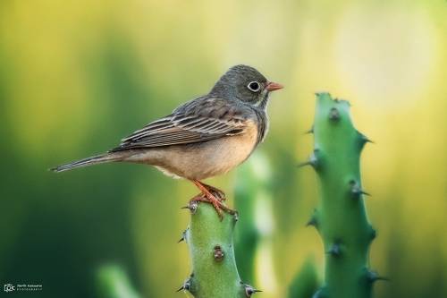 Grey-necked Bunting (Emberiza buchanani)
