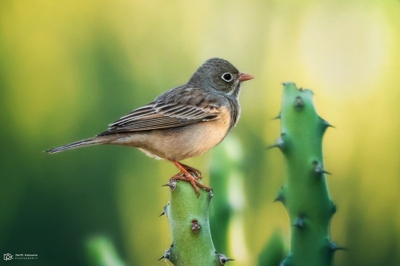 grey-necked bunting, emberiza buchanani, grk, greater rann of kutch, nature, 35awards, 35photo, wildlife, birds, birds of india, parth kansara, parth kansara wildlife, indian wildlife, photo, photography, kutch, birds of kutch, nakhatrana, kutch wildlife, Grey-necked Bunting (Emberiza buchanani) фото превью
