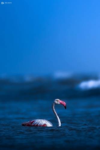 Greater Flamingo (Phoenicopterus roseus)