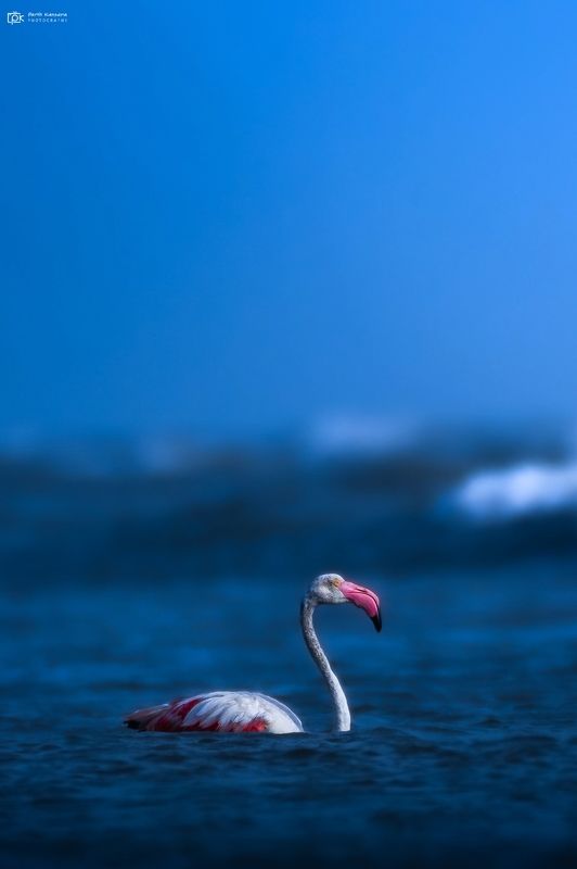 greater flamingo, phoenicopterus roseus, grk, greater rann of kutch, nature, 35awards, 35photo, wildlife, birds, birds of india, parth kansara, parth kansara wildlife, indian wildlife, photo, photography, kutch, birds of kutch, nakhatrana, kutch wildlife, Greater Flamingo (Phoenicopterus roseus) фото превью