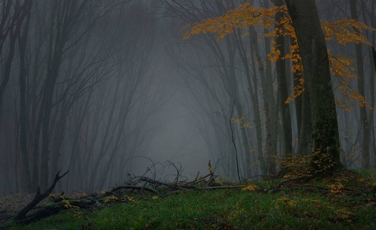 осень листва утро лес туман, Александр Жарников