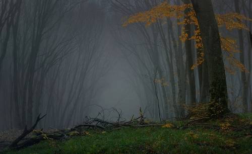 Туманное утро