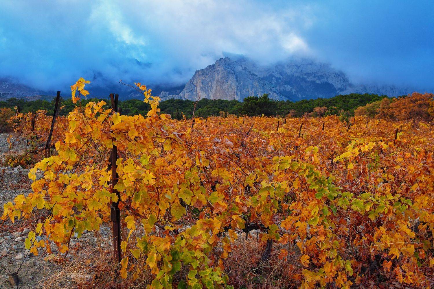 sigma sd quattro . crimea, Дмитрий Цыпляев