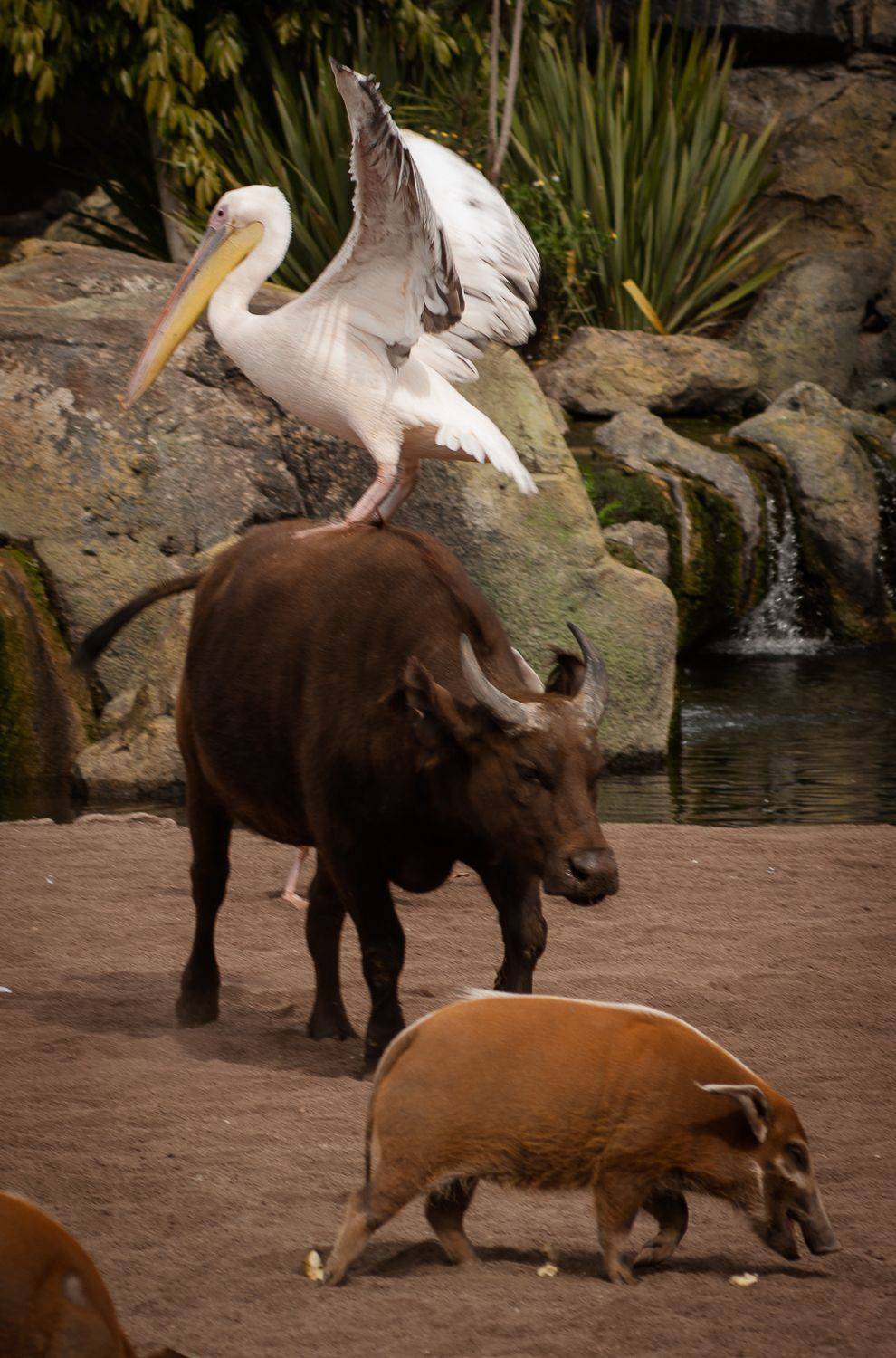 , Максимова Дария