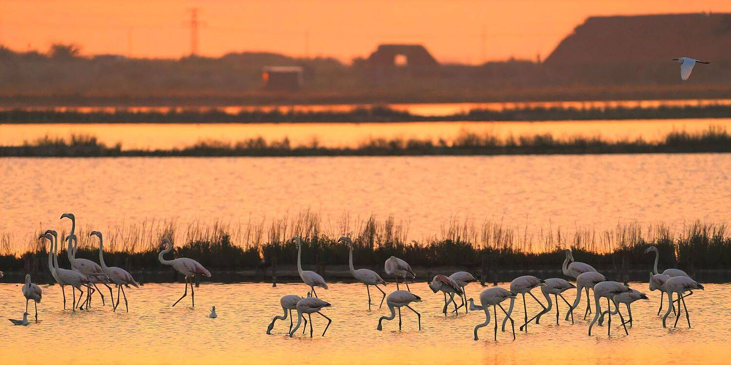 , Красимир Георгиев