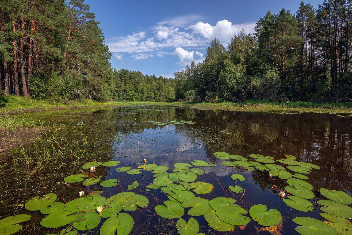 протока, кувшинки, лес, лето, Сергей Аникин