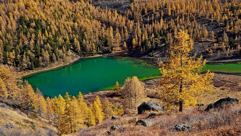 озеро, горы, алтай, куехтанарские озера, горное озеро, озеро горных эльфов, желтые лиственницы Изумруд в золотой оправе фото превью