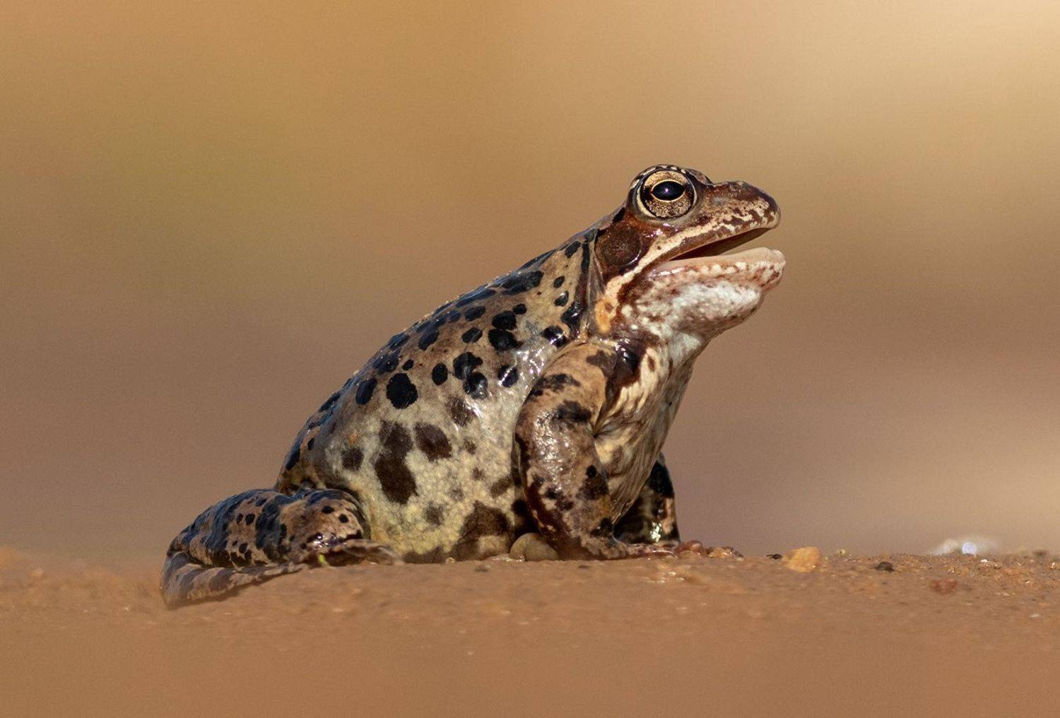 Лягушка,животные, амфибии, травяная лягушка,фотоохота, Павел Краснослободцев