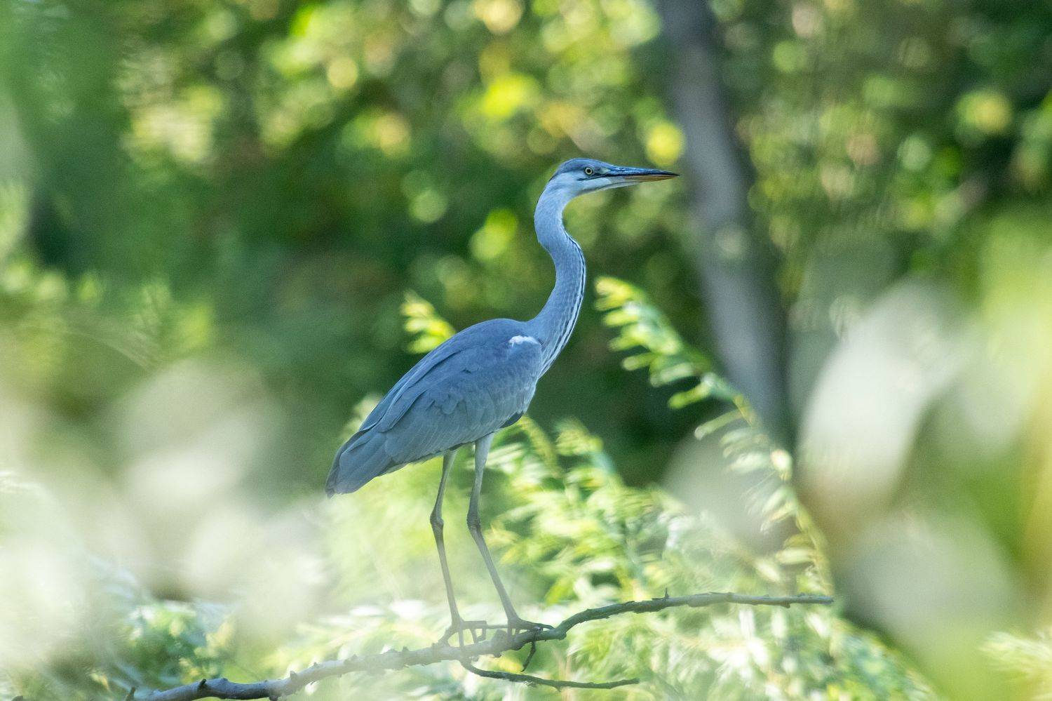Ardea cinerea, Grey heron, volgograd, russia, wildlife, bird, , Сторчилов Павел
