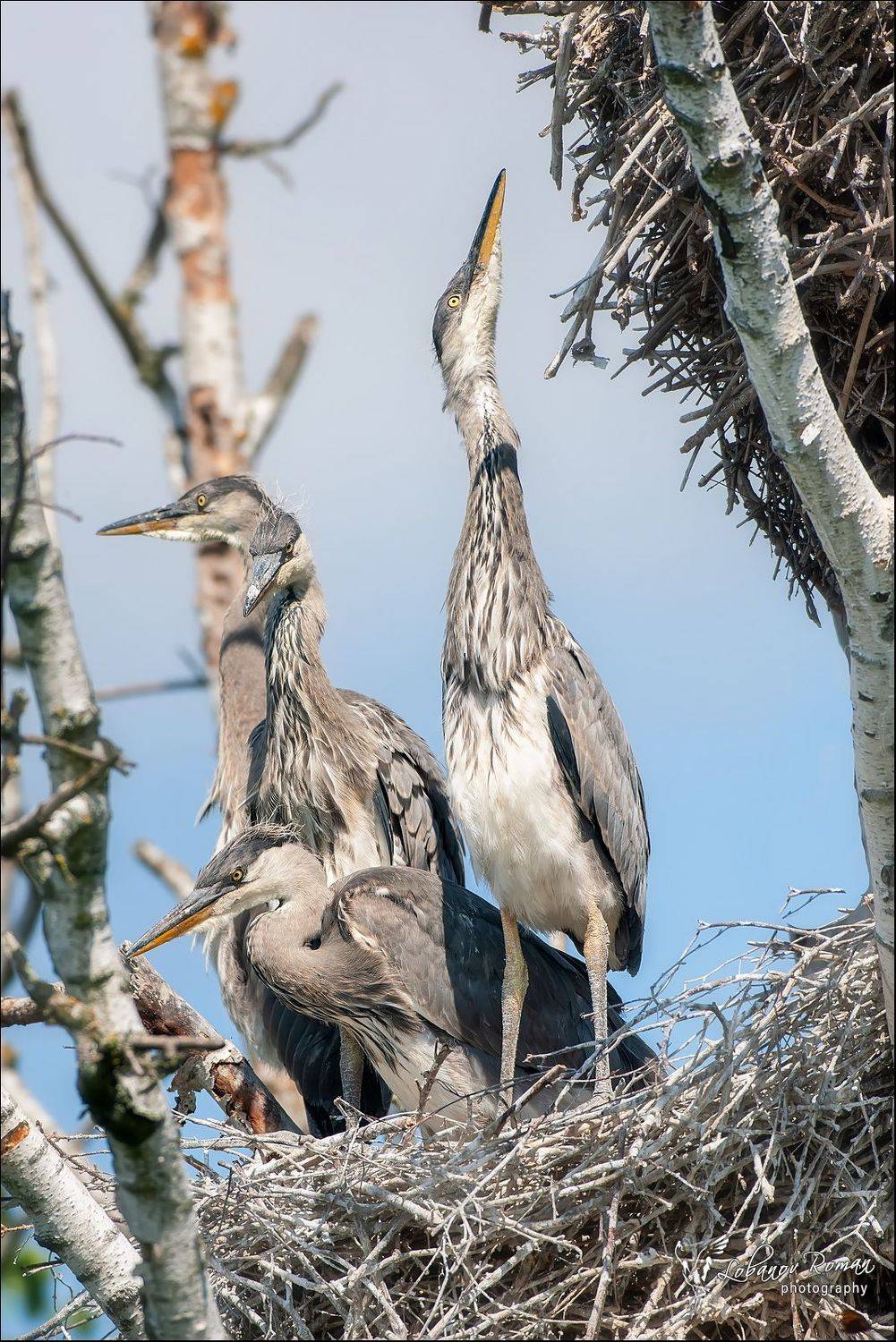 , Лобанов Роман