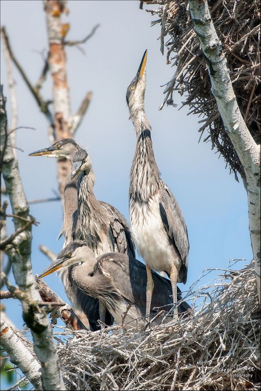 * * * фото превью