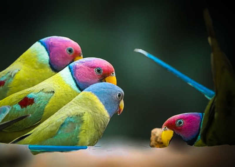 Plum Headed Parakeet фото превью