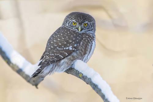 Eurasian pygmy owl