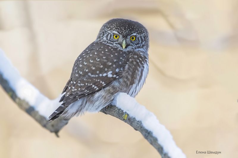 Eurasian pygmy owl фото превью