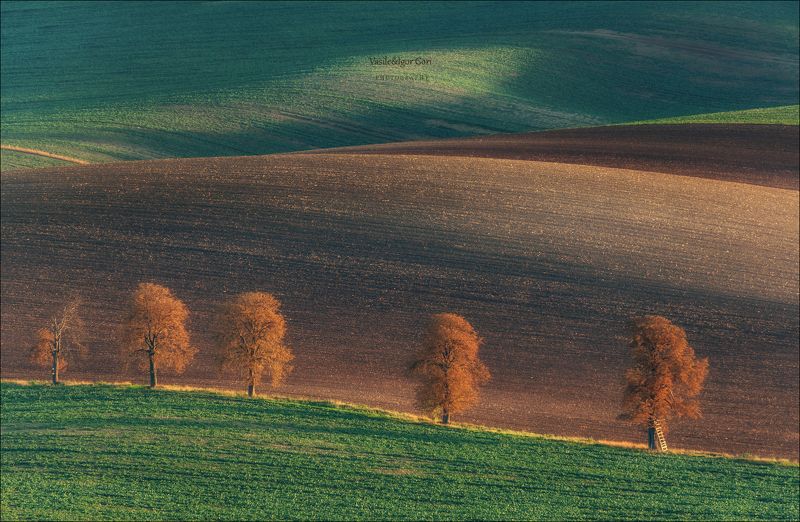 южная моравия,пейзаж,линии,south moravian,lines,свет,czech,осень,чехия,landscapes,карлин,каштаны Закат у каштановой аллеи фото превью