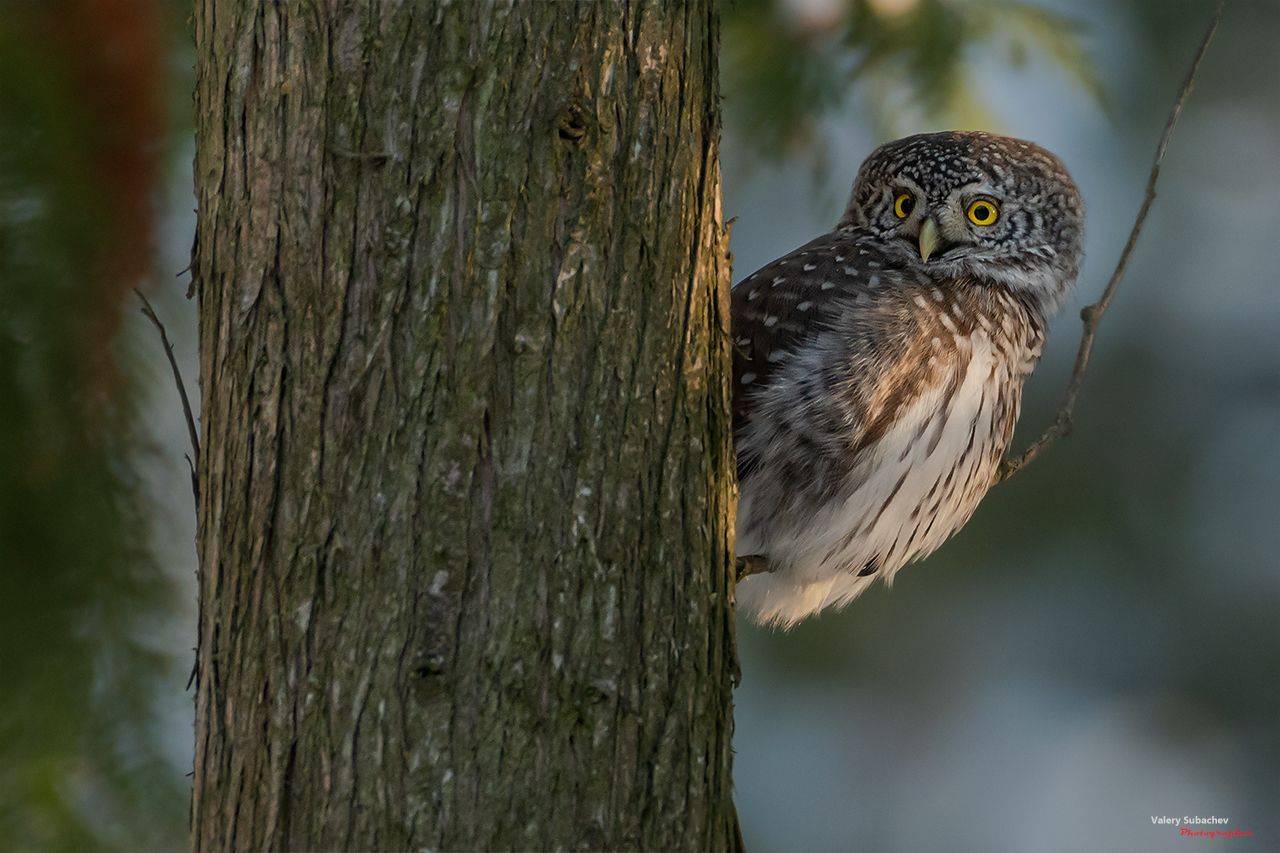 , Валерий Субачев
