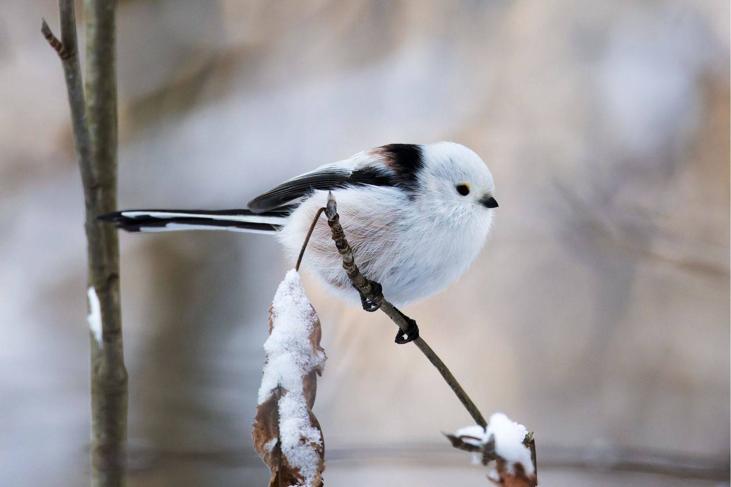 ополовник, синица, фото птиц, Александр Шипиленко