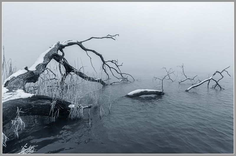 зима, дерево, водоём  фото превью