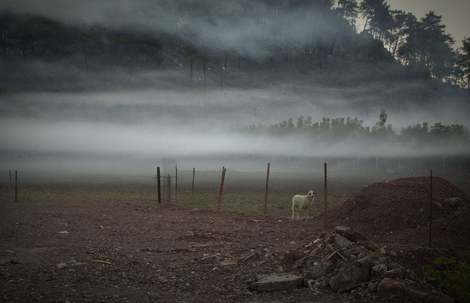 утро, туман, осень, овца, тишина, мир, покой, AMPIR